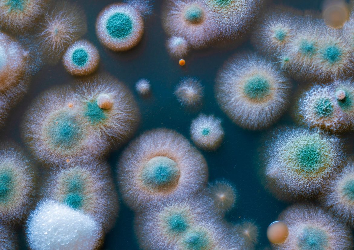 Microbiote, le peuple de nos intestins