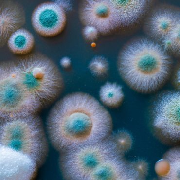 Microbiote, le peuple de nos intestins