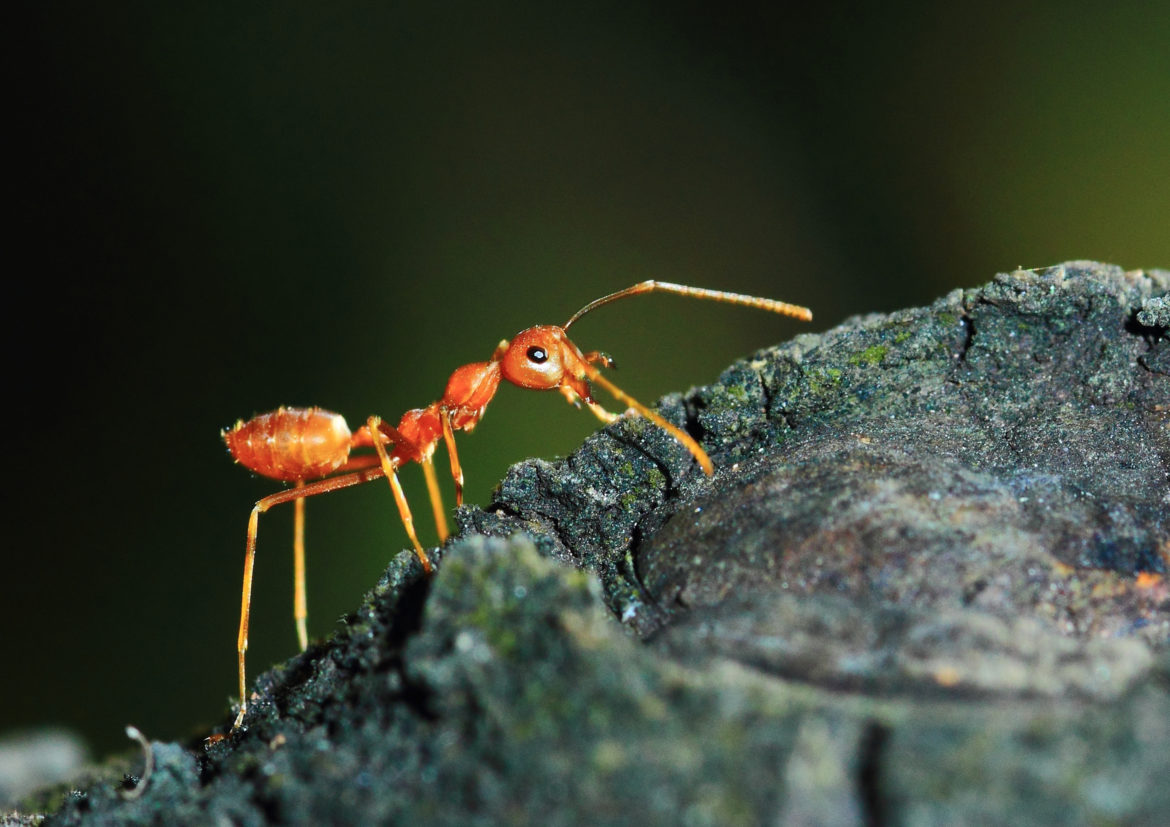 Le fabuleux univers des fourmis