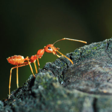 Le fabuleux univers des fourmis